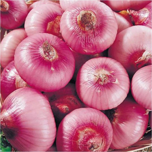 红洋葱